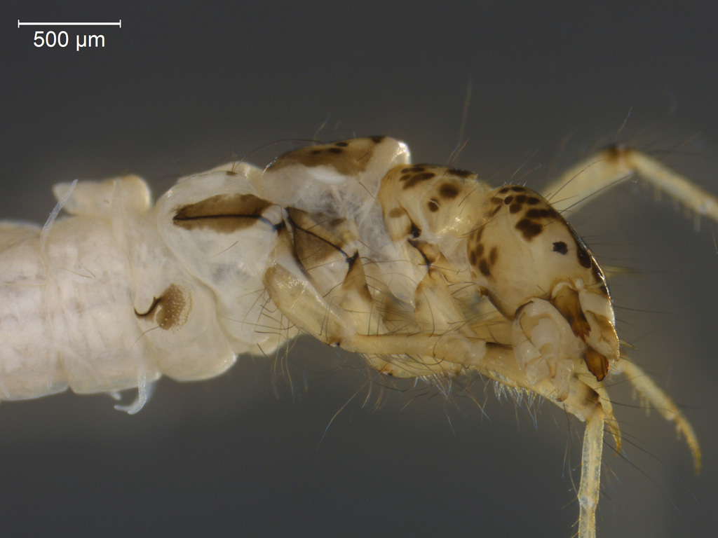 Mystacides longicornis